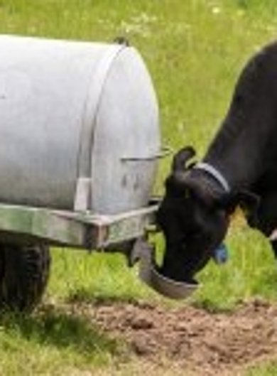 Kuh an der Tränke Kuh an der Tränke