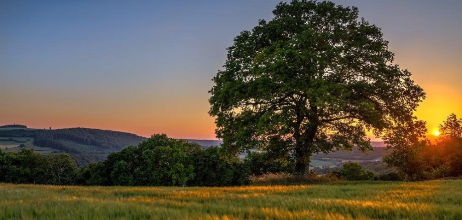 Baum und Landschaft mit Sonnenuntergang