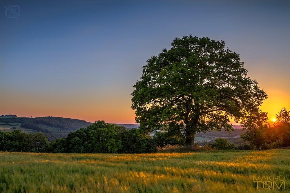 Baum und Landschaft mit Sonnenuntergang