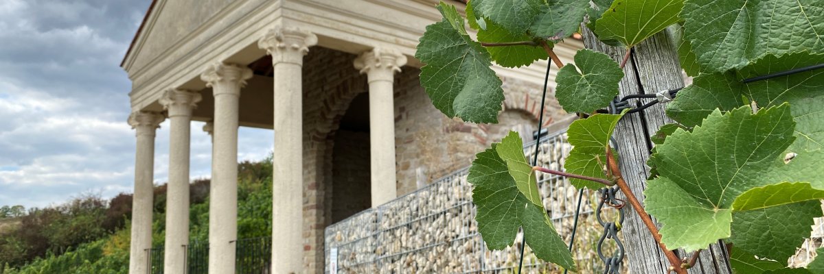 Weinrebe vor Gruthenhäuschen mit Blick ins Moseltal